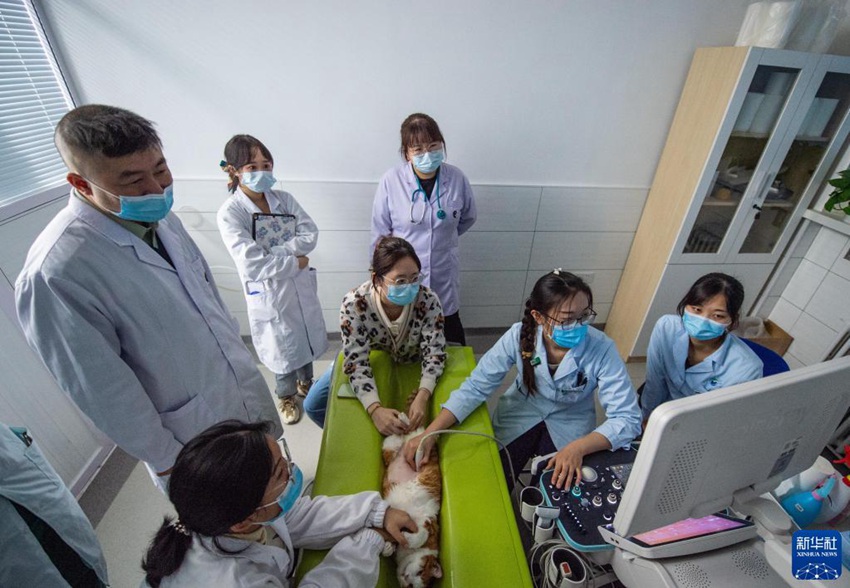 판카이(왼쪽 첫 번째)와 학생들이 초음파실에서 고양이를 검사하고 있다. [10월 29일 촬영/사진 출처: 신화사]