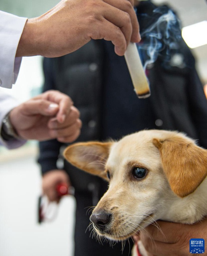 중국농업대학교 동물의학원에서 개 한 마리가 쑥뜸 치료를 받고 있다. [10월 29일 촬영/사진 출처: 신화사]