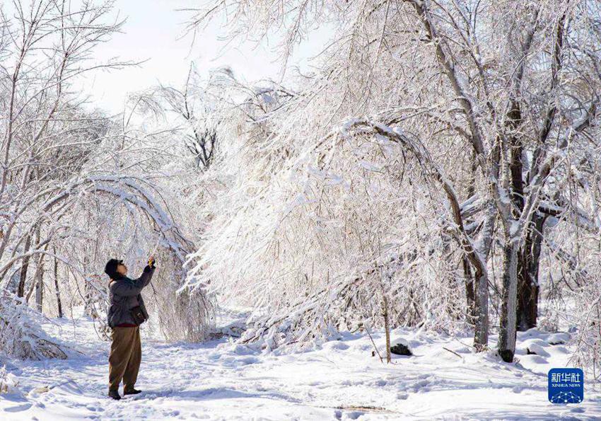 11월 12일, 하얼빈시 타이양(太陽)대로 부근에서 한 시민이 얼음꽃이 핀 나무를 촬영하고 있다. [사진 출처: 신화사]