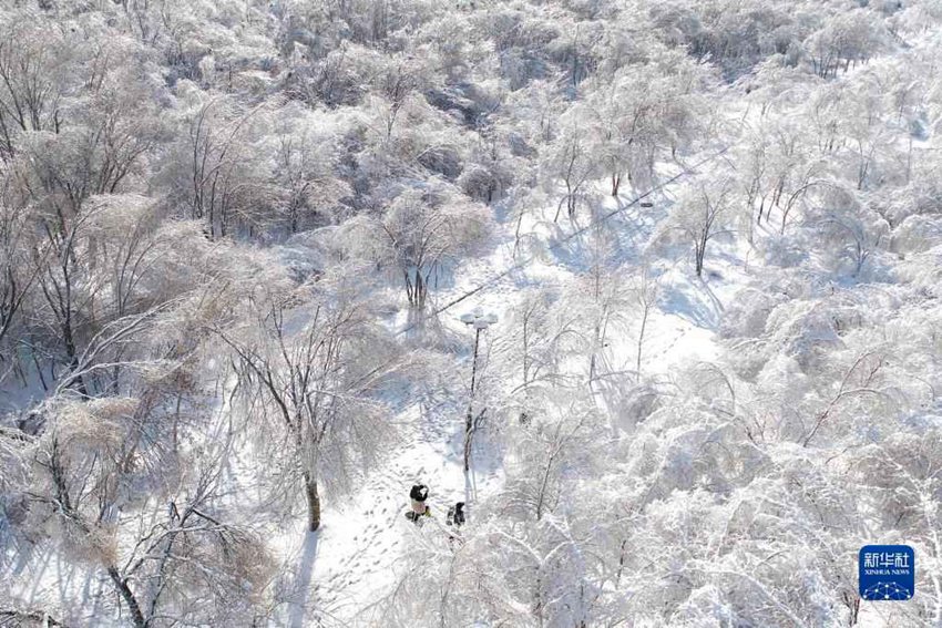 11월 12일, 하얼빈시 타이양대로 부근에서 시민들이 얼음꽃이 핀 나무를 촬영하고 있다. [사진 출처: 신화사]