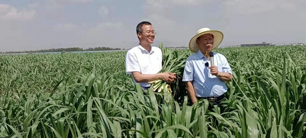 2021년 7월 닝샤 균초 재배지에서 린잔시가 내빈들에게 균초기술을 소개하고 있다. [사진 출처: 인민망]