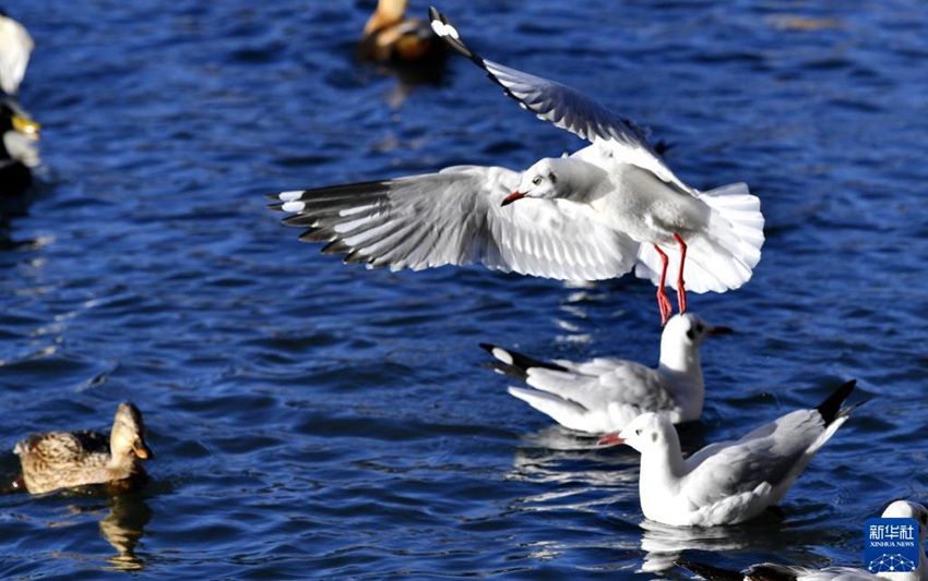 새들이 룽왕탄공원에서 놀고 있다. [11월 17일 촬영/사진 출처: 신화사]
