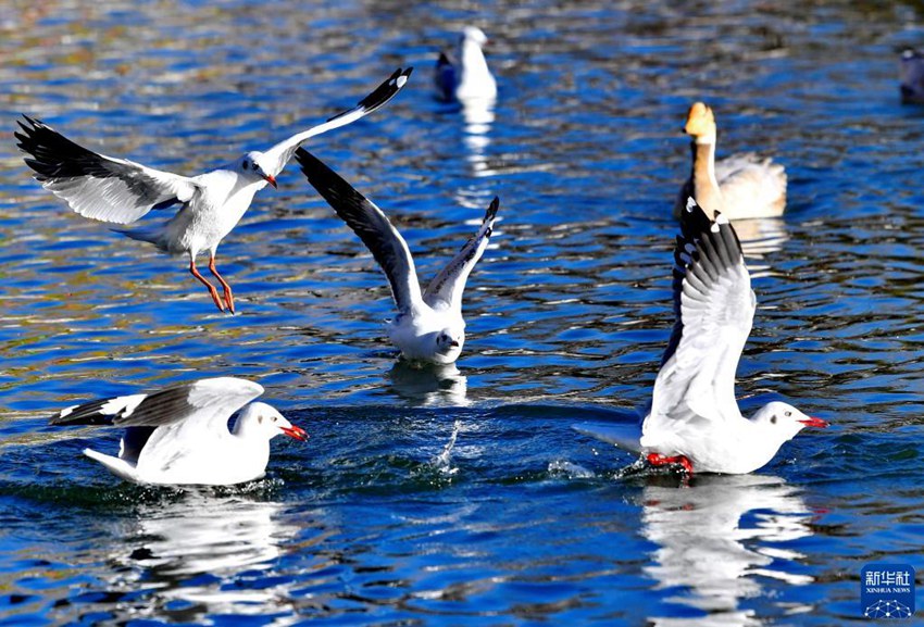 붉은부리갈매기(학명: Larus ridibundus)들이 룽왕탄공원에서 놀고 있다. [11월 17일 촬영/사진 출처: 신화사]