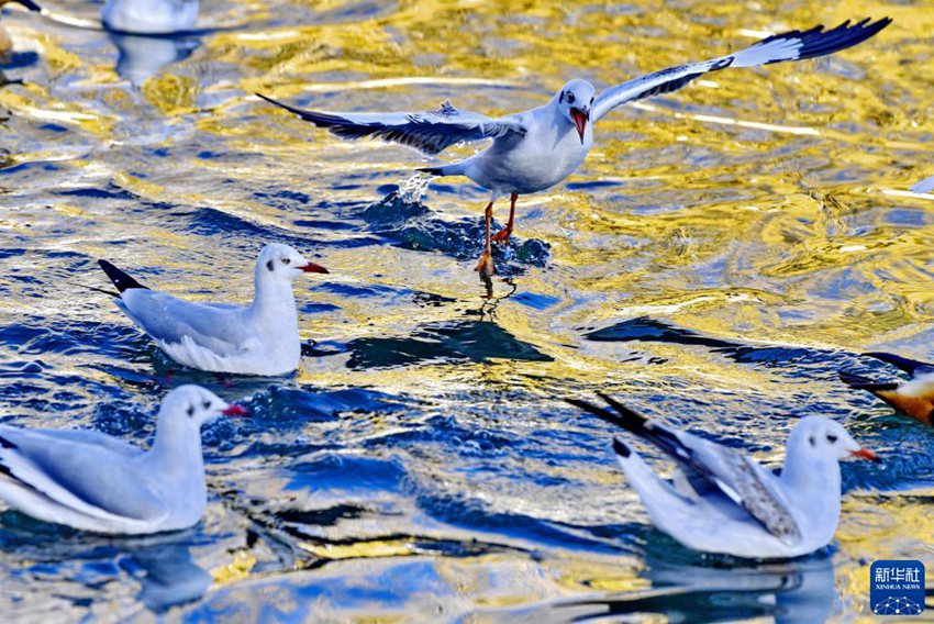 붉은부리갈매기들이 룽왕탄공원에서 놀고 있다. [11월 17일 촬영/사진 출처: 신화사]