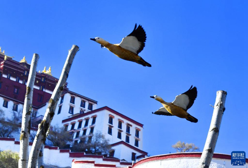줄기러기(학명: Anser indicus) 두 마리가 룽왕탄공원 위를 날고 있다. [11월 17일 촬영/사진 출처: 신화사]