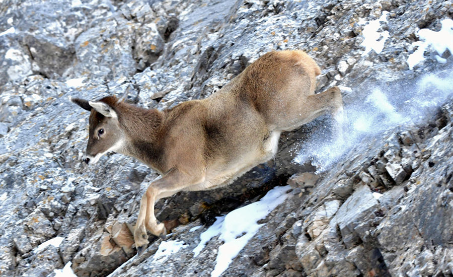 바이수산에서 활동하는 토롤드사슴 [사진 출처: 인민망]