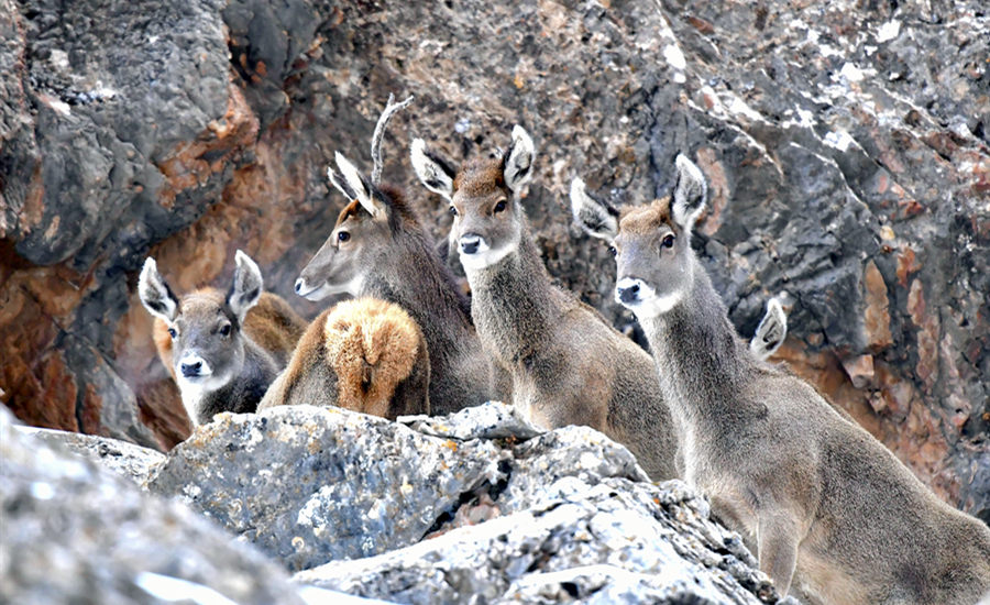 바이수산에서 활동하는 토롤드사슴 [사진 출처: 인민망]