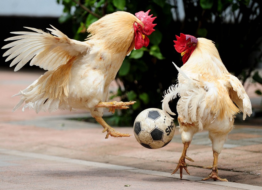 랴오닝 선양, 이색적인 수탉 축구 월드컵이 열렸다. [2010년 7월 8일 촬영/사진 출처: 시각중국]