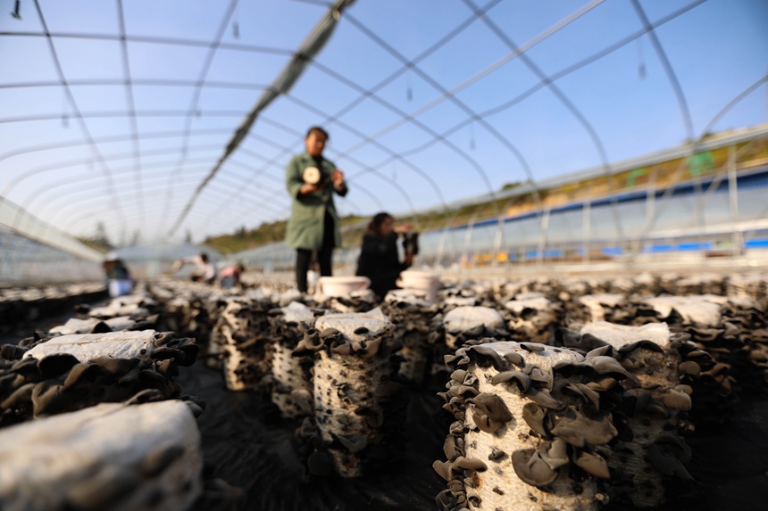 구이저우 싼두 목이버섯 수확 [사진 출처: 인민망]