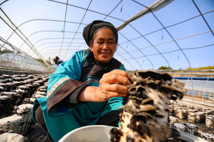 구이저우 싼두, 채소 수확으로 바쁜 농촌