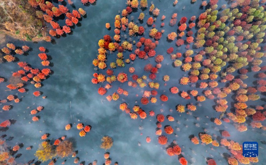 [포토] 윈난 쿤밍, 그림처럼 아름다운 메타세쿼이아 습지