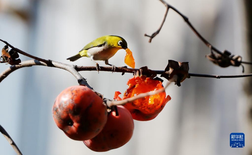 나뭇가지에 앉은 동박새가 감 열매 한 조각을 물고 있다. [12월 2일 촬영/사진 출처: 신화사]