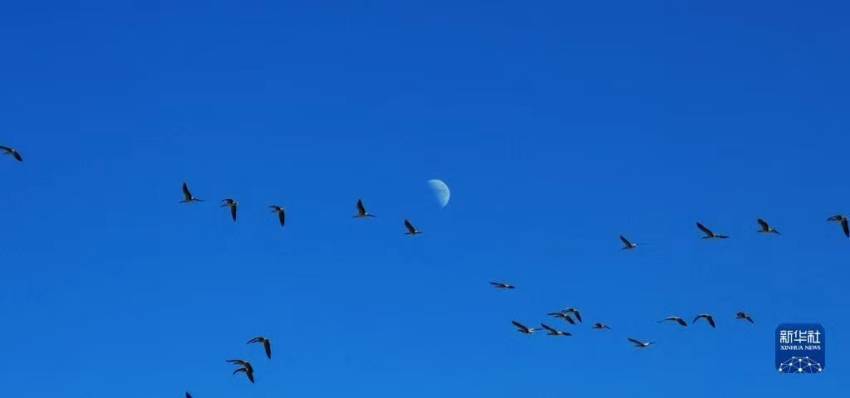 새 떼가 탕가습지를 날고 있다. [12월 11일 촬영/사진 출처: 신화사]