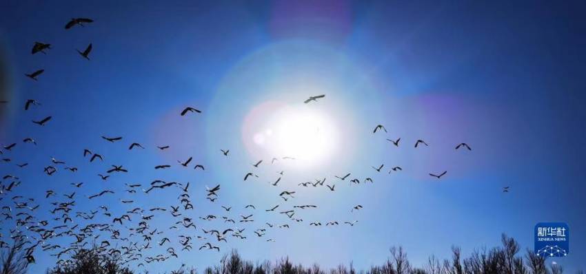 새 떼가 탕가습지를 날고 있다. [12월 11일 촬영/사진 출처: 신화사]
