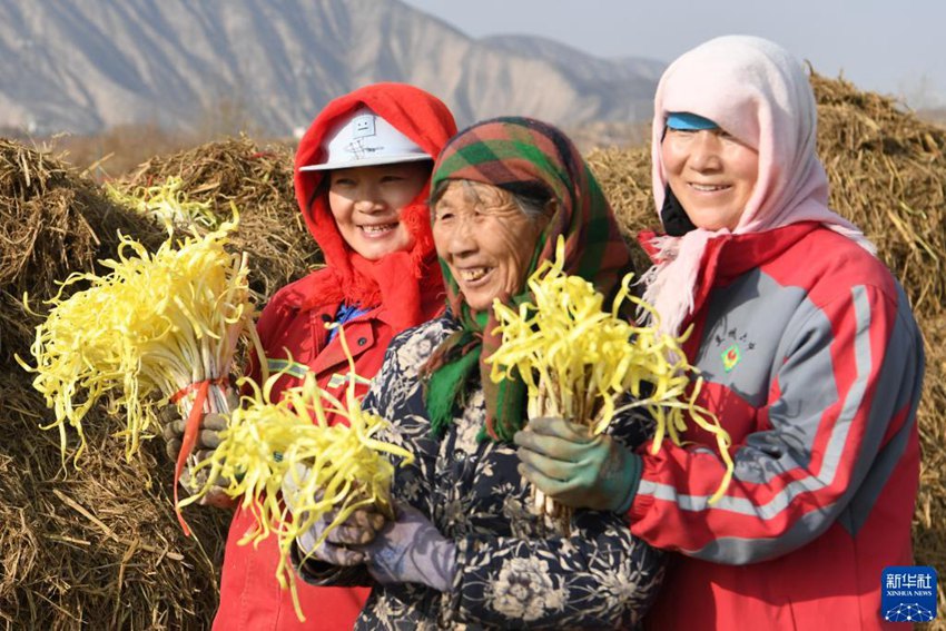 란저우시 시구구 장자다핑촌에서 농민들이 수확한 주황을 선보이고 있다. [12월 15일 촬영/사진 출처: 신화사]