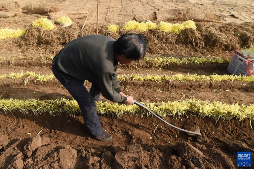 농민이 주황을 수확하고 있다. [12월 15일 촬영/사진 출처: 신화사]