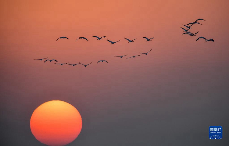 새가 지린(吉林) 모모거(莫莫格)습지 상공을 날고 있다. [11월 4일 촬영/사진 출처: 신화사]