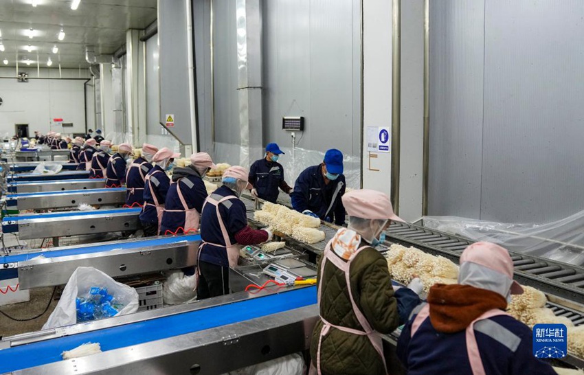 직원들이 일관 작업열에서 팽이버섯을 정돈하고 있다. [12월 15일 촬영/사진 출처: 신화사]