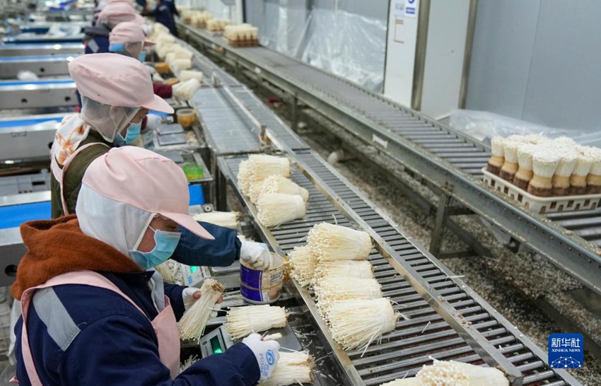 직원들이 일관 작업열에서 팽이버섯을 정돈하고 있다. [12월 15일 촬영/사진 출처: 신화사]