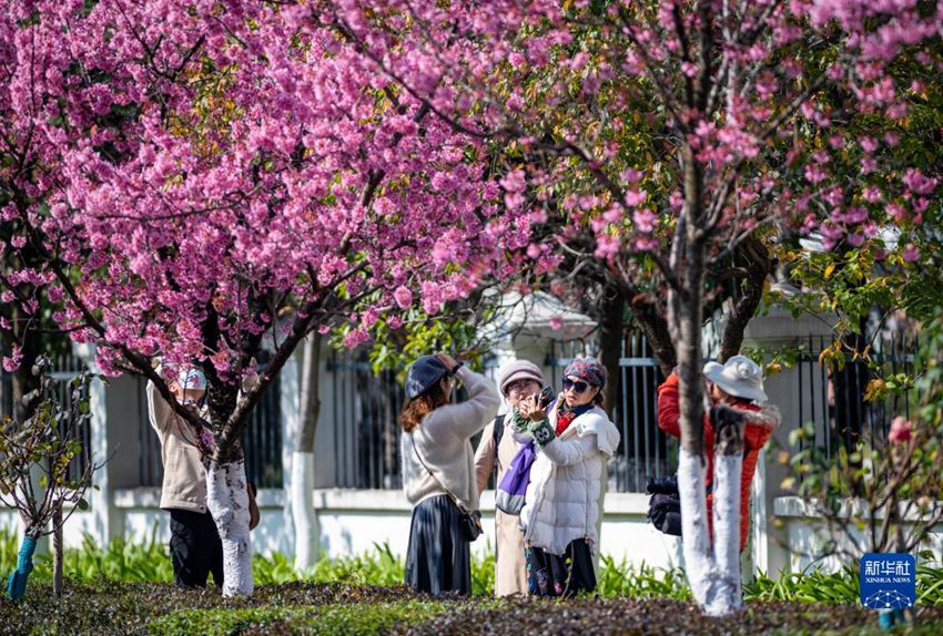 관광객들이 벚꽃을 감상하고 있다. [12월 21일 드론 촬영/사진 출처: 신화사]