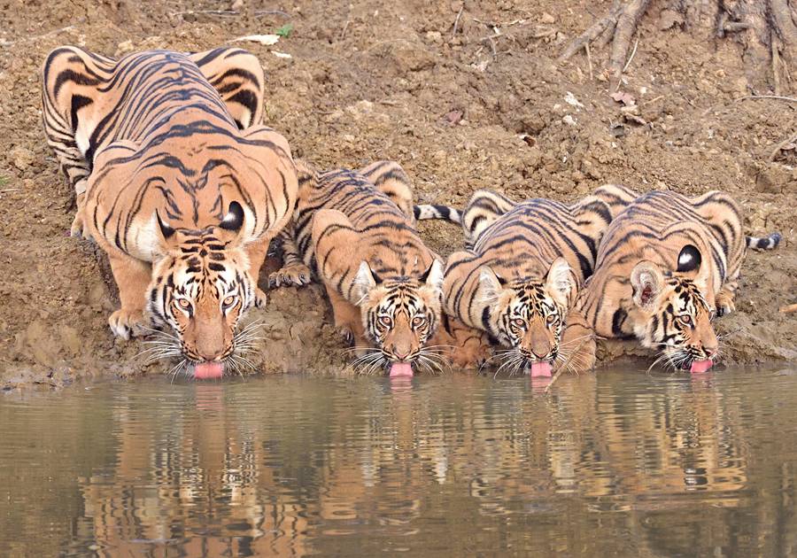 인도 마하라슈트라주, 어미 호랑이가 새끼 호랑이 세 마리를 데리고 연못에서 물을 마시고 있다. [2018년 10월 2일 촬영/사진 출처: 시각중국]