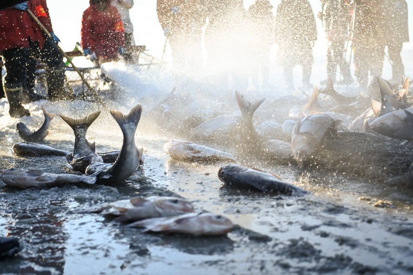 어민들이 건져낸 물고기 [12월 26일 촬영/사진 출처: 신화사]