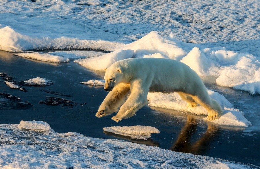 연구진이 2014년 촬영한 북극곰 [사진 제공: 중국과학원 대기물리연구소/왕사오칭(王少靑) 촬영]