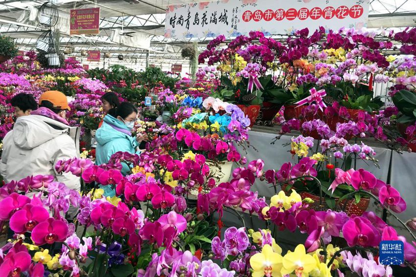 칭다오시 라오산구 화훼 시장에서 손님이 꽃을 고르고 있다. [1월 16일 촬영/사진 출처: 신화사]