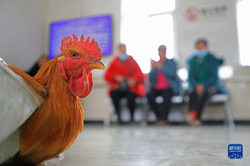 랴오닝성 펑청시 스청역에서 농민이 팔려고 가져온 닭 한 마리를 들고 대합실에 있다. [1월 15일 촬영/사진 출처: 신화사]
