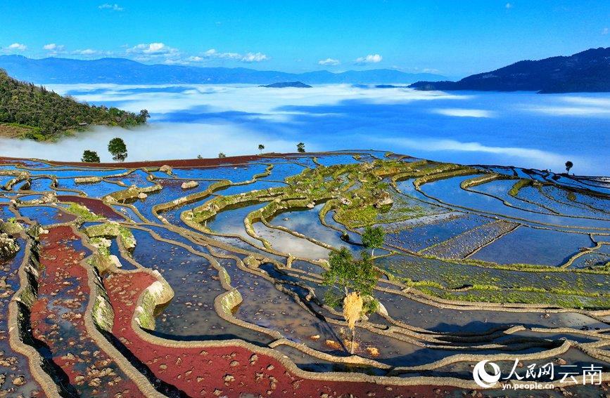 [포토] 윈난, 일 년 중 가장 아름다운 풍경의 싸마바 계단식 논