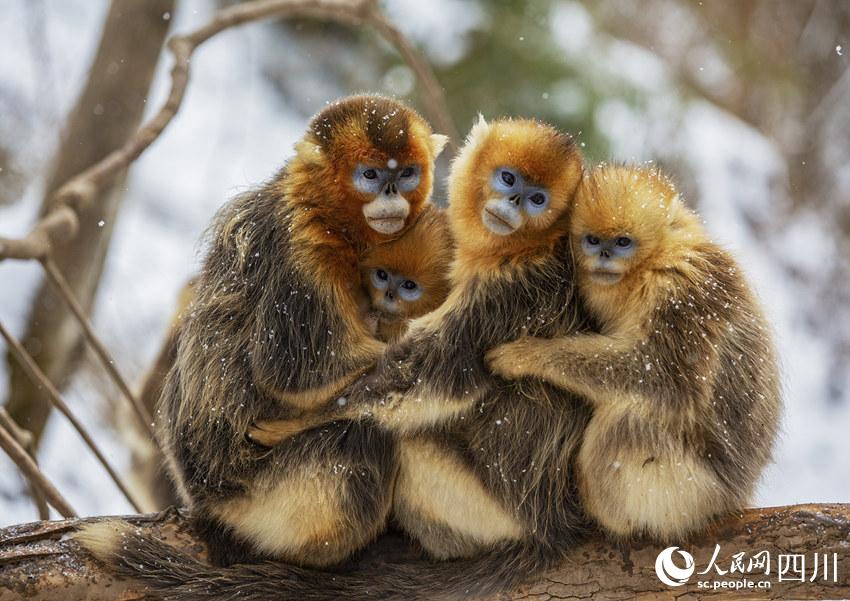 [포토] 쓰촨, 눈 속에서 장난치는 황금들창코원숭이