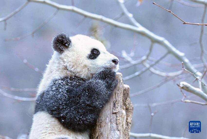 2월 9일, 중국 자이언트판다 보호연구센터 워룽선수핑기지의 나무 위에서 자이언트판다 한 마리가 쉬고 있다. [사진 출처: 신화사]
