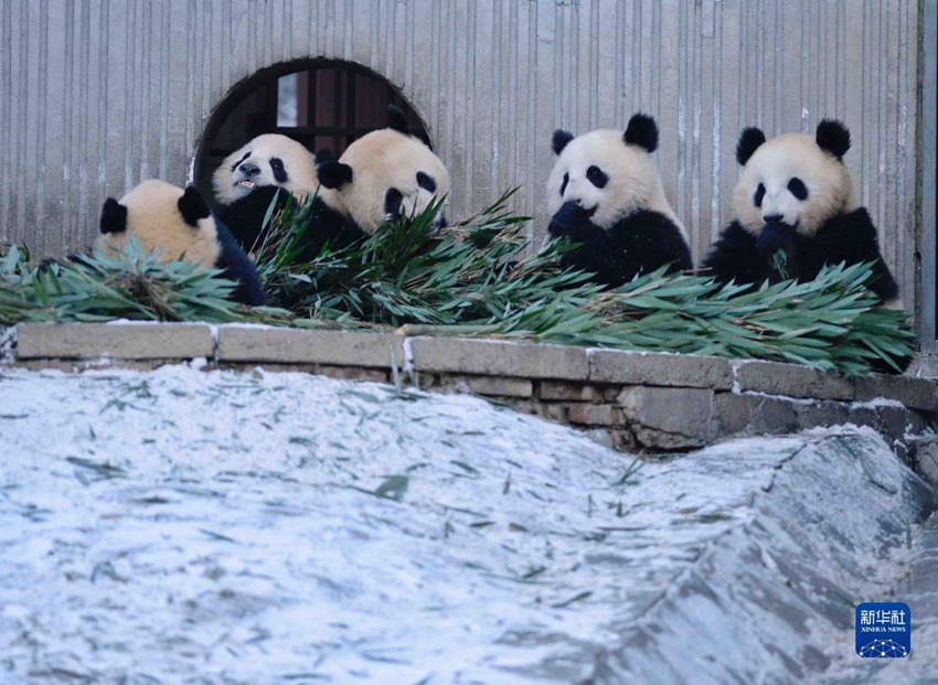 2월 9일, 중국 자이언트판다 보호연구센터 워룽선수핑기지에서 자이언트판다들이 우리에서 먹이를 먹고 있다. [사진 출처: 신화사]