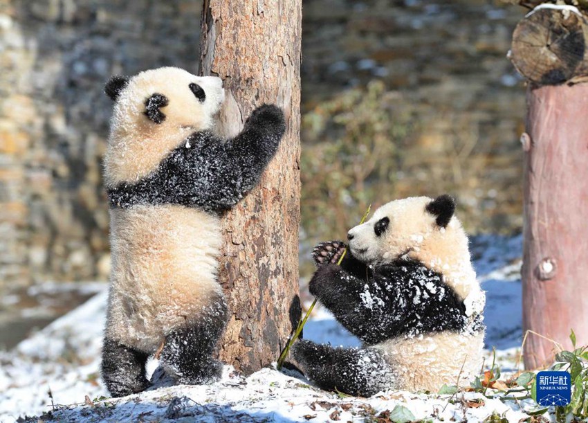 자이언트판다 2마리가 눈밭에서 장난을 친다. [사진 출처: 신화사]