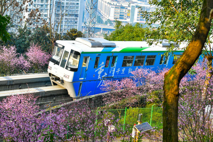 [포토] 완연한 봄기운, 꽃밭을 가로지르는 충칭 열차