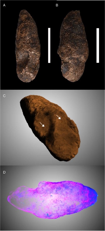 3300만 년 전 악어 발자국 찍힌 ‘똥화석’ 발견