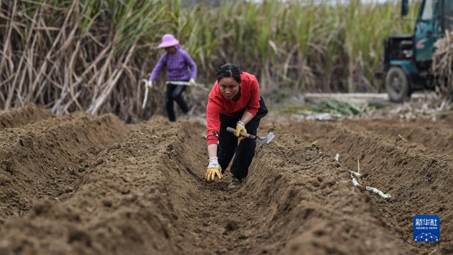 3월 2일, 농민들이 사탕수수를 재배한다. [사진 출처: 신화사]