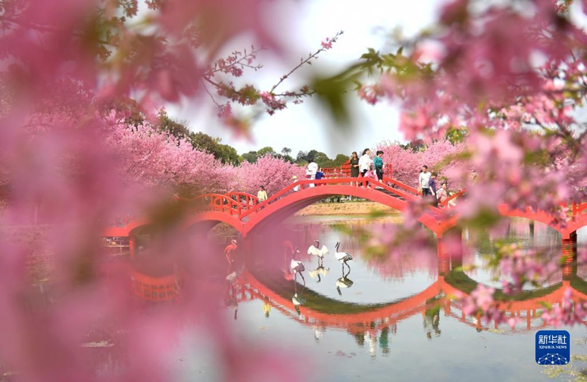 관광객들이 뤄차오진 벚꽃원에서 꽃구경을 하고 있다. [3월 12일 촬영/사진 출처: 신화사]