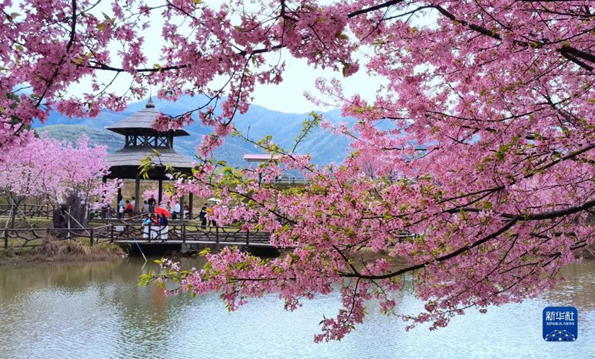관광객들이 뤄차오진 벚꽃원에서 꽃구경을 하고 있다. [3월 12일 촬영/사진 출처: 신화사]