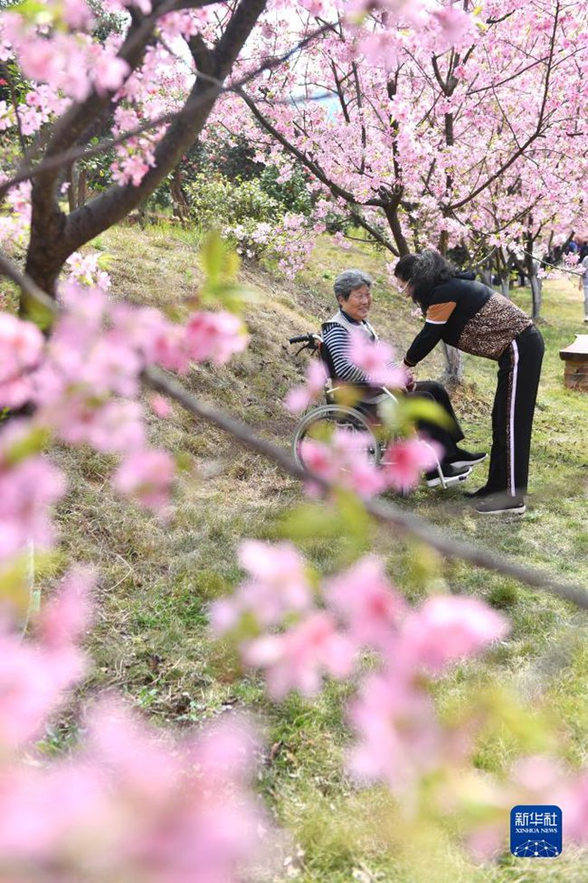 관광객이 뤄차오진 벚꽃원에서 꽃을 감상하고 있다. [3월 12일 촬영/사진 출처: 신화사]
