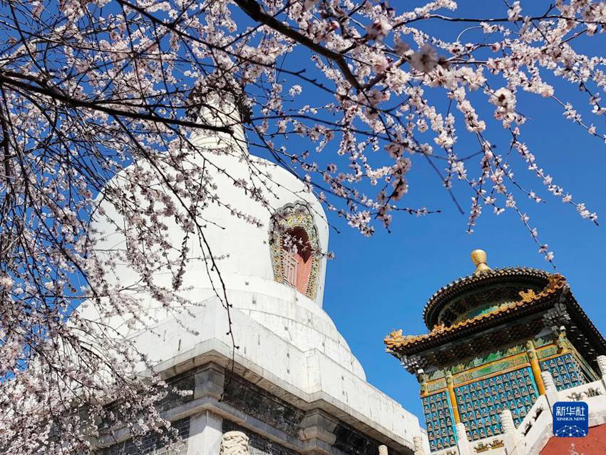 만개한 산복사나무 꽃과 베이하이공원 바이타가 어우러져 있다. [3월 14일 촬영/사진 출처: 신화사]
