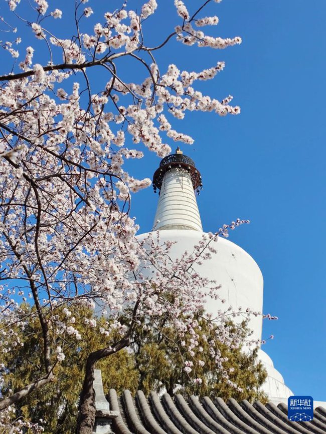 만개한 산복사나무 꽃과 베이하이공원 바이타가 어우러져 있다. [3월 14일 촬영/사진 출처: 신화사]