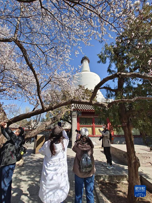 만개한 산복사나무 꽃 [3월 14일 촬영/사진 출처: 신화사]