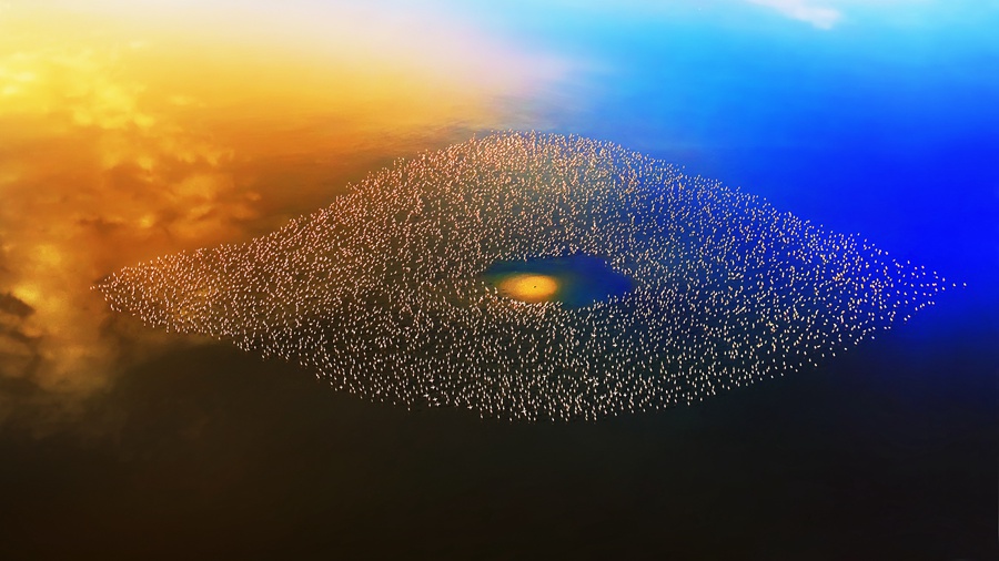 2021년 4월 23일 보도(구체적 촬영 시간 미상), 케냐 나트론 호수에 석양이 내리 앉을 무렵 수천수만 마리의 플라밍고가 호수에 모여 눈 모양을 이루고 있다. 