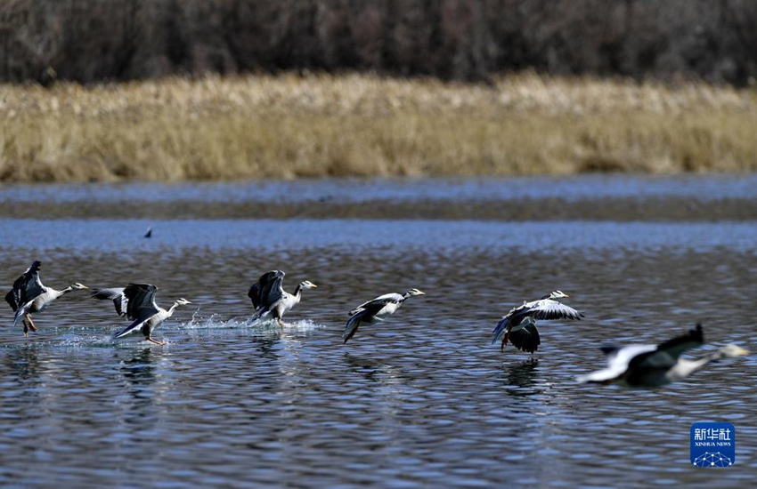 줄기러기가 라루습지 호수면에서 날고 있다. [3월 20일 촬영/사진 출처: 신화사] 