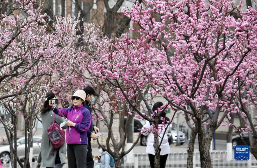 3월 26일, 밍청창 유적공원 내 꽃 구경을 하러 온 시민들 [사진 출처: 신화사]