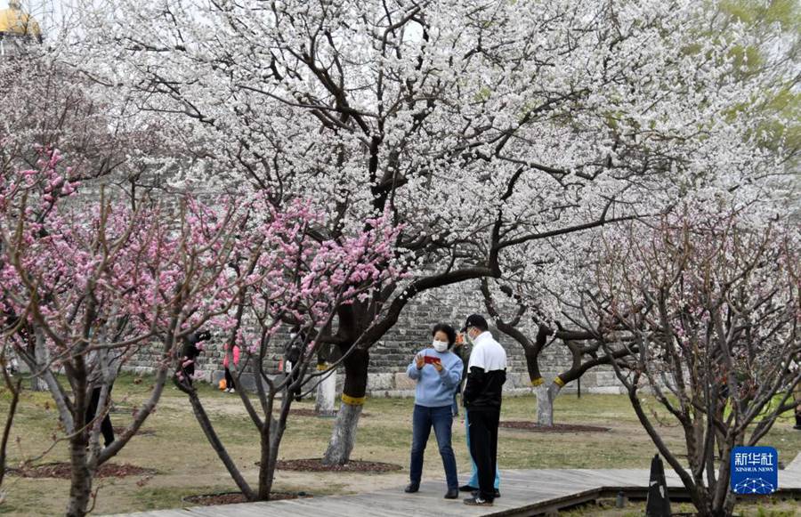 3월 26일, 밍청창 유적공원 내 꽃 구경을 하러 온 시민들 [사진 출처: 신화사]