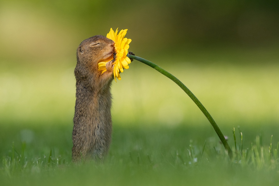 오스트리아 빈, 다람쥐가 꽃향기를 맡고 있다. 