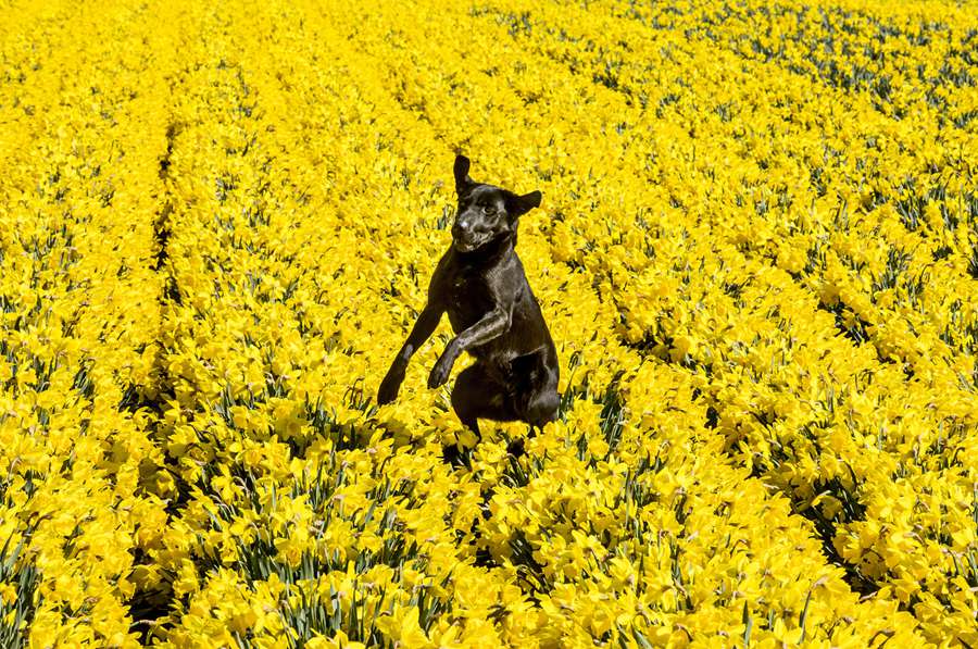 영국 스코틀랜드 몬트로즈, 날씨가 따뜻해지자 수선화가 피어나며 노란빛 꽃밭을 이루었다. 