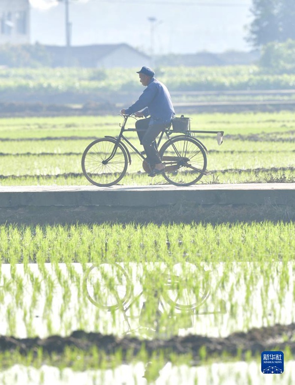 4월 4일 광시성 난닝시 빈양현 구라진 리위안촌, 농민들이 논밭을 바쁘게 오가면 일한다. [사진 출처: 신화사]